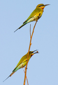 Blue tailed Bee-eater